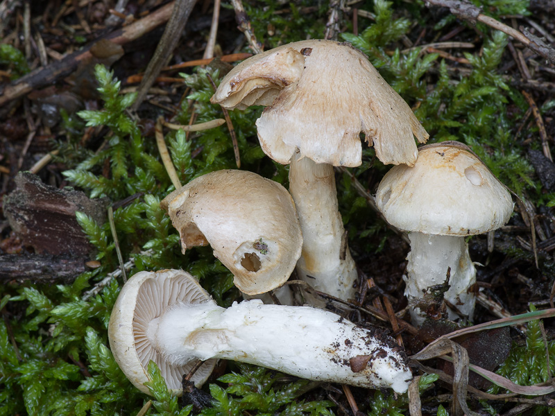 Cortinarius fraudulosus